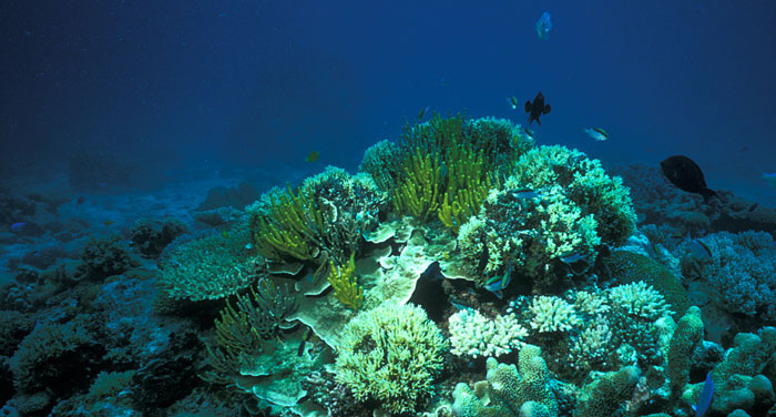 Reef with a green sponge