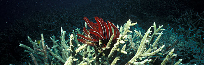 Red feather star
