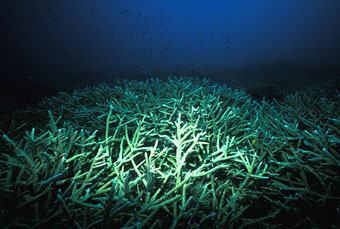 Staghorn coral without fish