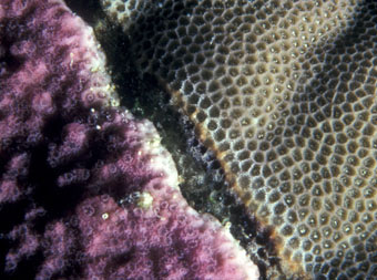 Two coral species competing for space.