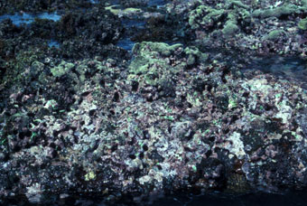 Algal ridge made of coralline algae