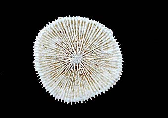 Solitary coral corallite top view