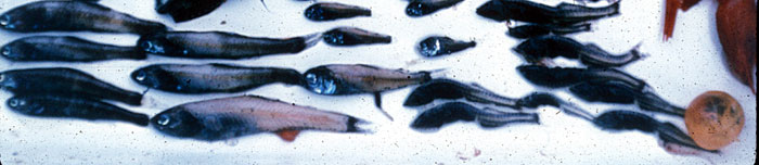 Myctophid Fish and other DSL species