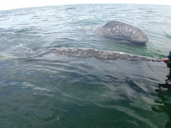 Gray whale mother
