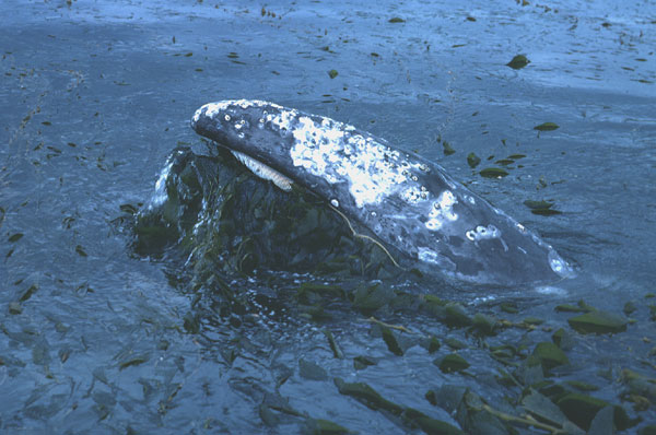 gray whale eating