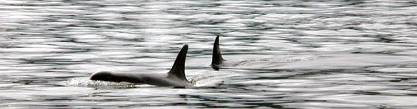 A Pair of Killer Whales