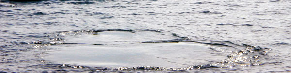 A Killer Whale 'Footprint' after it Dives