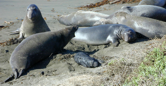 First mom on beach defending her pup 20 Dec. 2002
