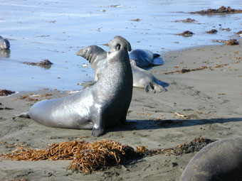 Elephant seal male vocallizing