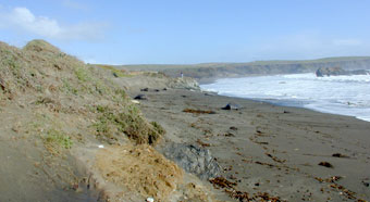 Elephant seal rookery in early December (mostly males)