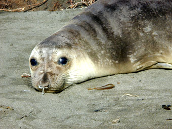 Female elephant seal
