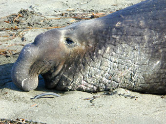 Elephant seal male