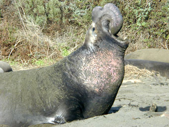 Elephant seal male vocalizing