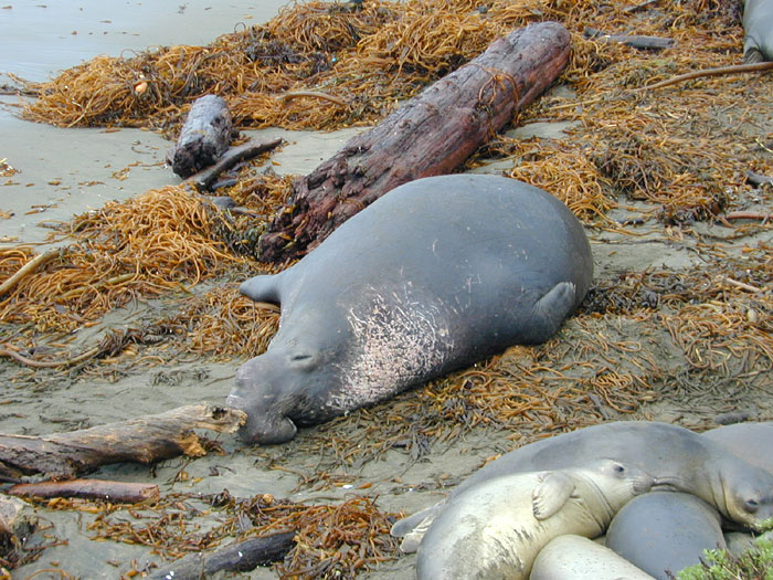 Elephant seal male, females and juveniles showing varied coloration
