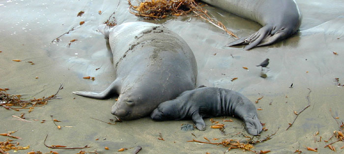 Second mom and pup safe and asleep at low tide