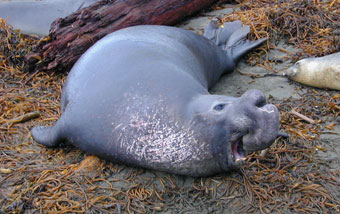 Tagged male northern elephant seal