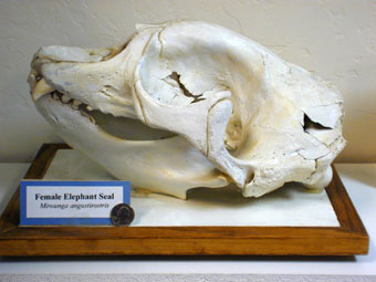 Elephant seal female skull