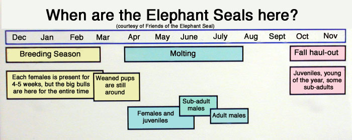 Piedras Blancas elephant seal yearly timeline