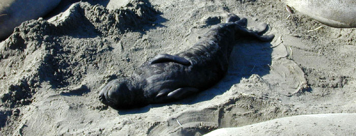 New elephant seal pup, hours old.