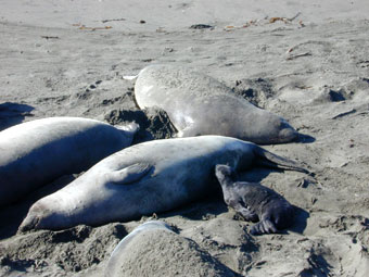 Elephant seal pup nursing