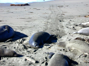 Female elephant seals coming ashore