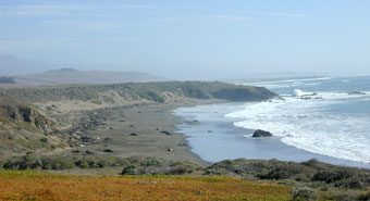 Elephant seal rookery in late January (beachmasters with their harems)