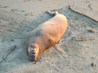Male northern elephant seal
