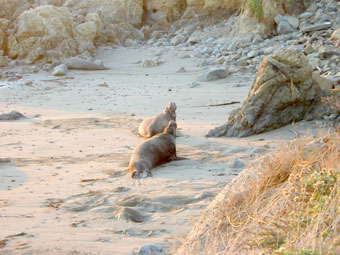 Elephant seal males threatening