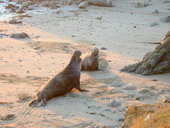 Elephant seal males vocalizing