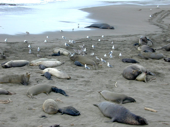 Northern elephant seal active rookery January