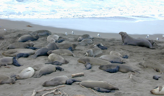 Elephant seal harem with all babies nearly the same age