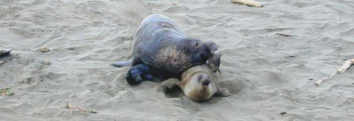 Male elephant seal trampling a newborn.