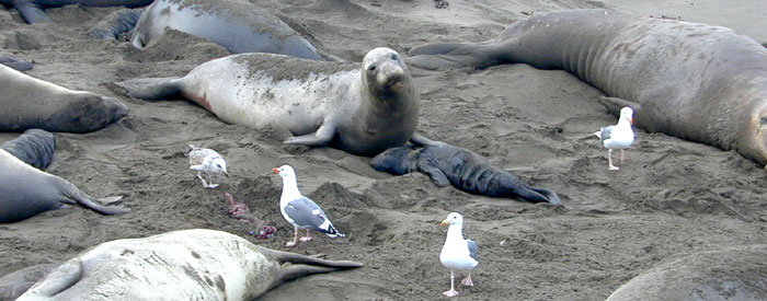 New mom and pup watch gulls clean up afterbirth