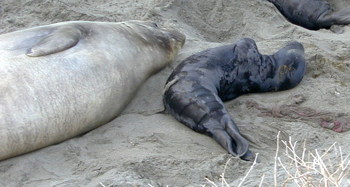 New elephant seal pup with imbilicle cord still attached