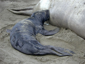 Elephant seal pup nursing