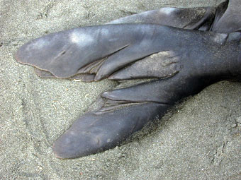 Elephant seal hind flippers
