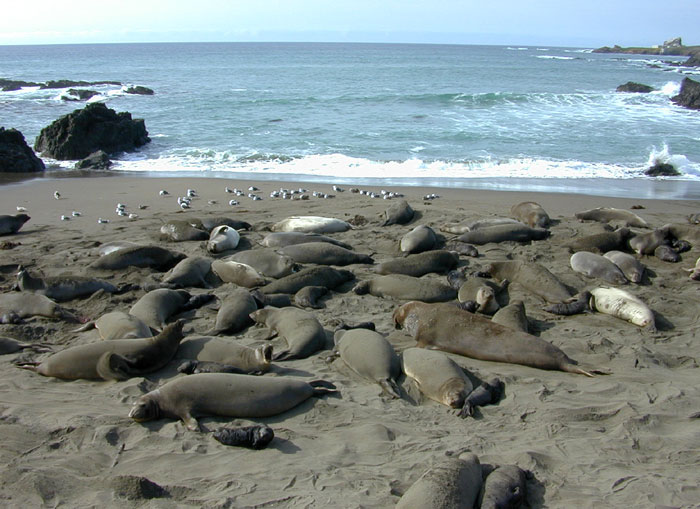 Piedras Blancas elephant seal rookery overview.