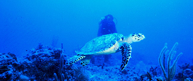 Hawksbill marine turtle (NOAA image) swimming