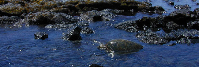 Hawaii's green turtle
