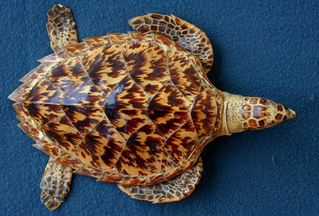 Hawksbill marine turtle dried specimen