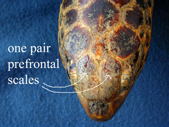 Green turtle with one pair of prefrontal scales