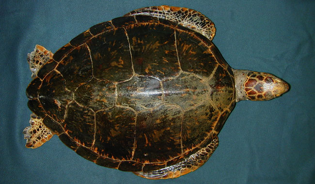 Green turtle dried specimen
