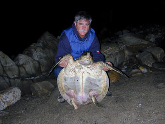Stranded olive ridley showing plastron