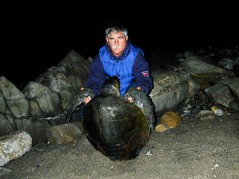 Stranded olive ridley showing carapace