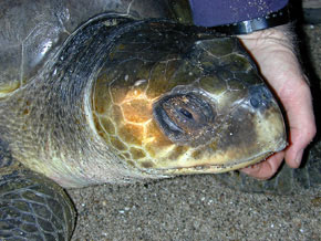 Olive ridley marine turtle head