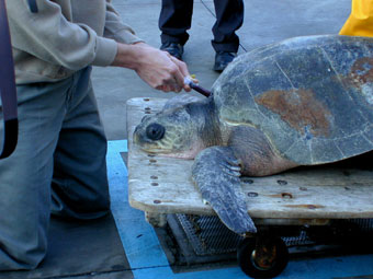 Sea World veterinarian taking blood from the stranded turtle