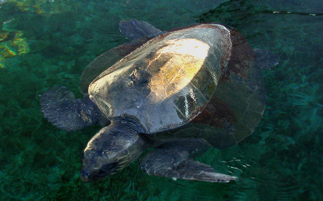 Olive ridley marine turtle swimming