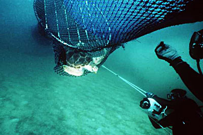 TED - turtle exclusion device - allowing marine turtle to escape a fisherman's net (NOAA image)