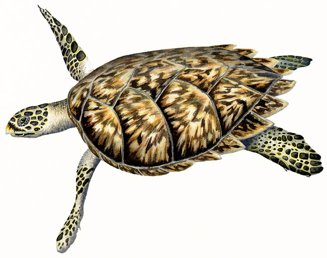 Hawksbill marine turtle