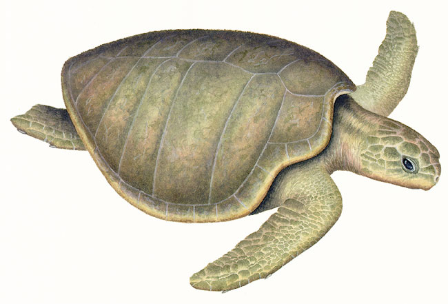 Olive (Pacific) ridley marine turtle